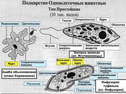 Каковы общие признаки одноклеточных эукариот