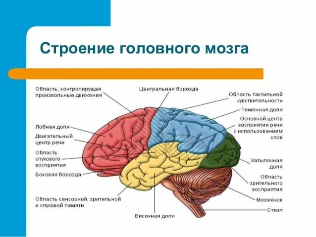 Мозг человека строение с подписями