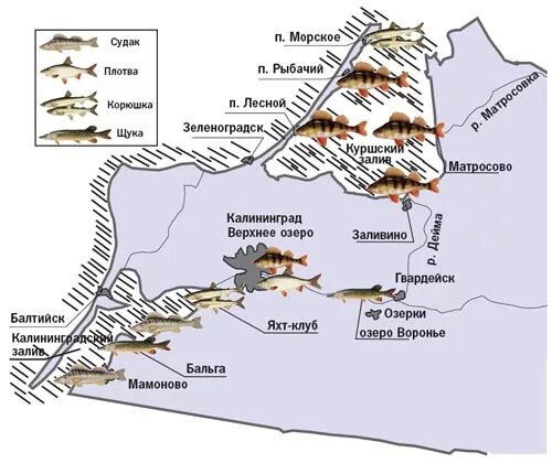 Карта рыбалки Калининград. Карта запрета ловли рыбы в Калининградской области. Карта рыбных мест Калининградской области. Калининград Рыбное место.