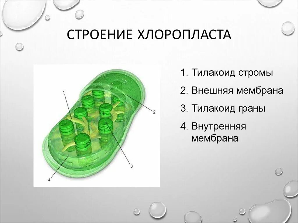 Мембрана хлоропласта строение. Строение тилакоиды хлоропластов. Хлоропласты Строма тилакоиды граны. Тилакоиды стромы хлоропласта. Тилакоиды Гран хлоропласта.