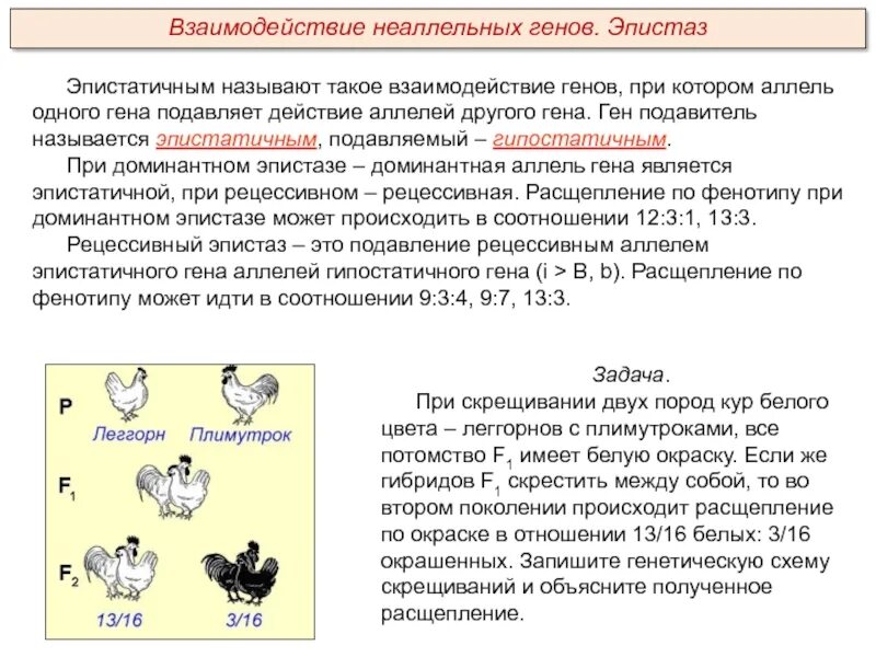 Эпистаз Тип взаимодействия генов. Наследование окраски оперения у кур доминантный эпистаз. Взаимодействие неаллельных генов эпистаз. Эпистаз Тип наследования.