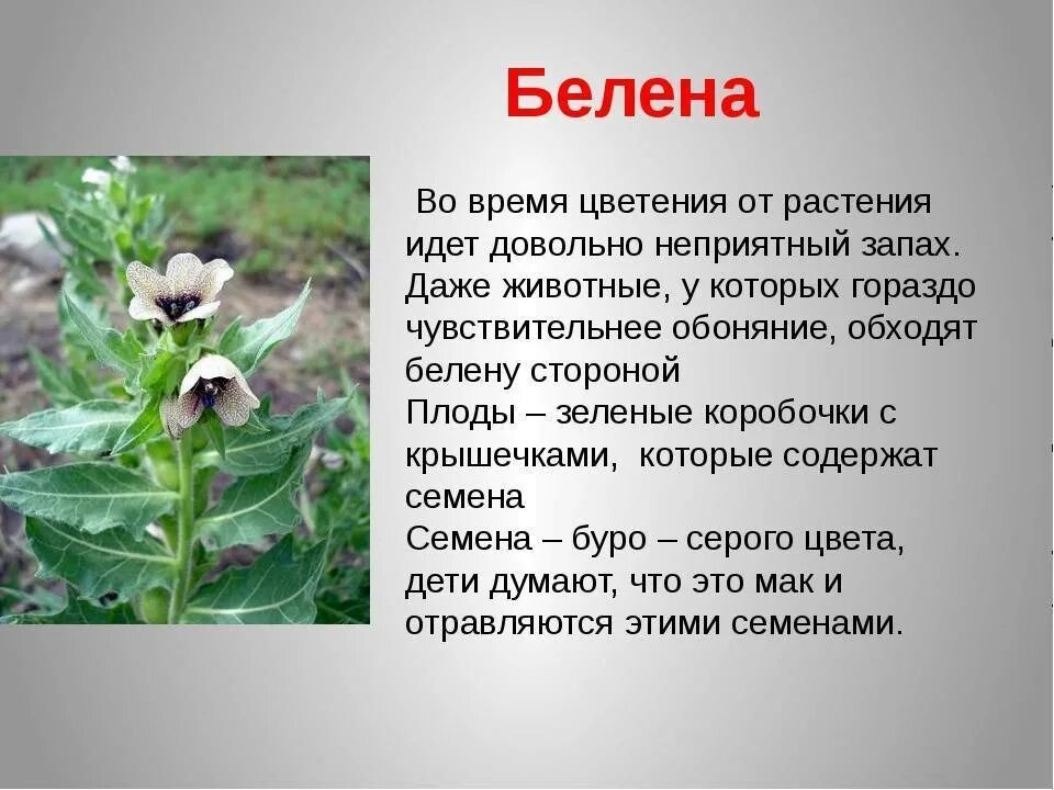 Ядовитые растения. Опасные растения описание. Ядовитые растения описание. Ядовитыерастеня России.
