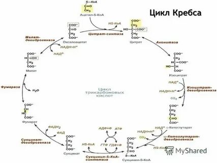 Цикл кребса реакции
