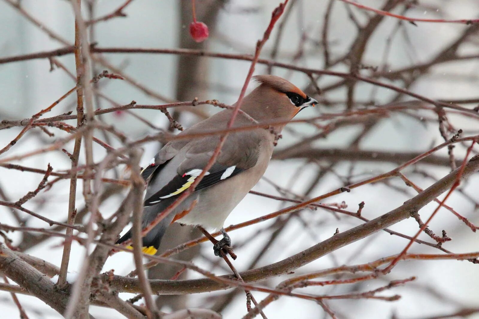 свиристели перелетные. амурский свиристель. хохлатая свиристель. свиристель в ленинградской области. амурский свиристель.