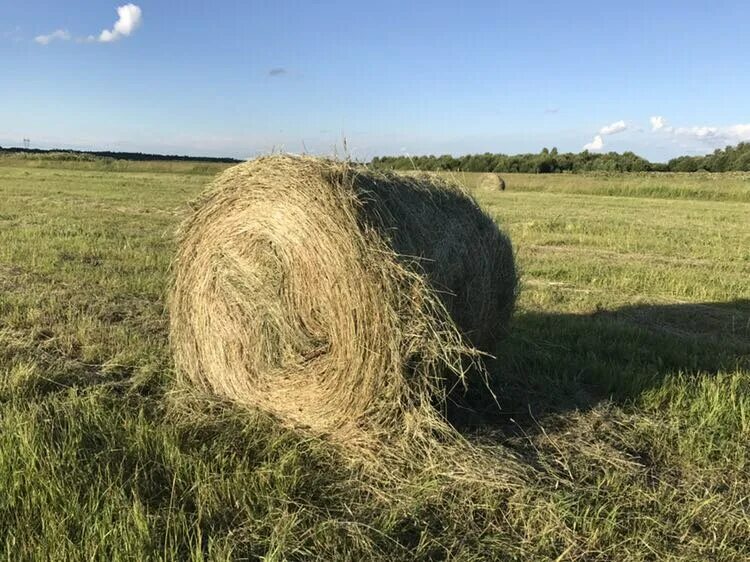 Рассыпное сено. Стог соломы. Сено. Тюк 20-25кг тюк. Сено.