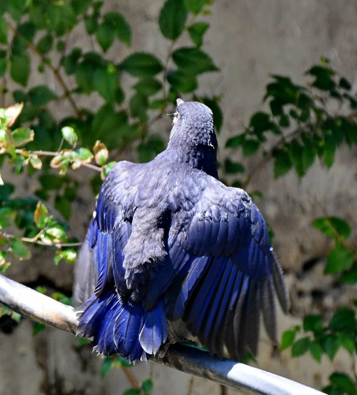 Т синяя птица. Myophonus caeruleus. Синяя птица Памира. Малабарская синяя птица. Веероносный венценосный голубь.