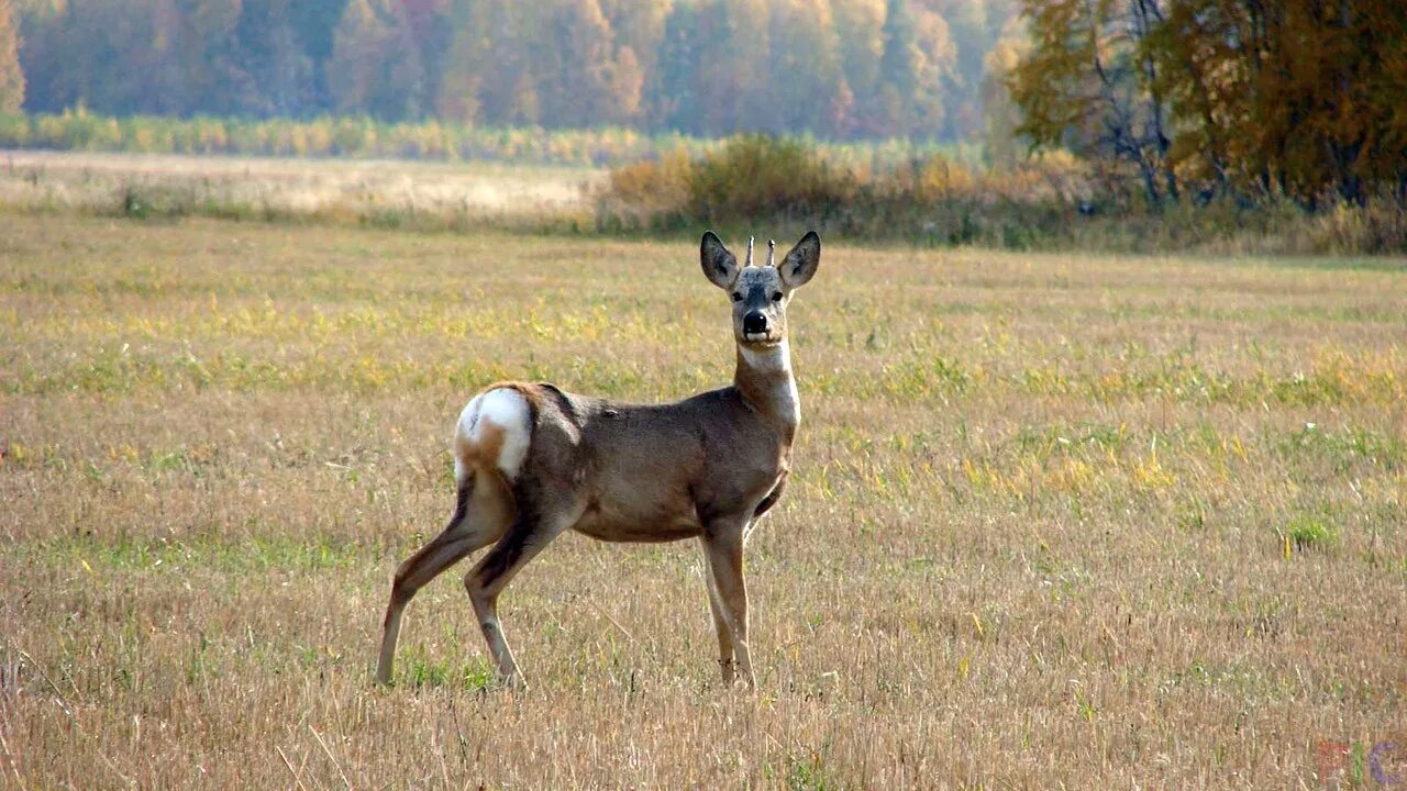 Какие животные обитают в оренбургской области. Сибирская косуля capreolus pygargus. Самец сибирской косули. Косуля Оренбургской области. Косуля Западносибирская.