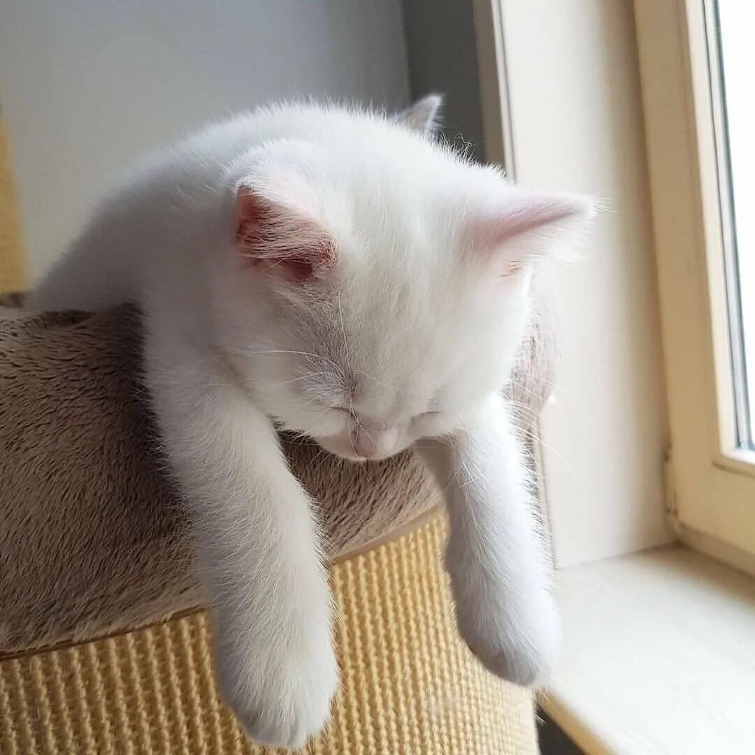 Котенок устал. Усталый кот. уставший кот. котик устал. кошка устала.