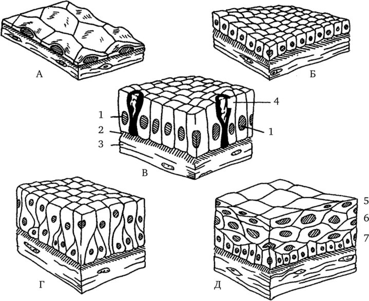 Многослойный кубический неороговевающий эпителий. Однослойный плоский эпителий. Однослойный плоский эпителий гистология. Однослойный высокопризматический эпителий.
