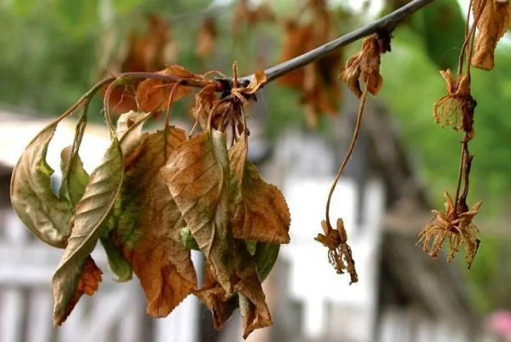 На солнце сох лист. Монилиоз. Монилиоз вишни. Монилиоз листьев черешни. Монилиоз яблони листья.