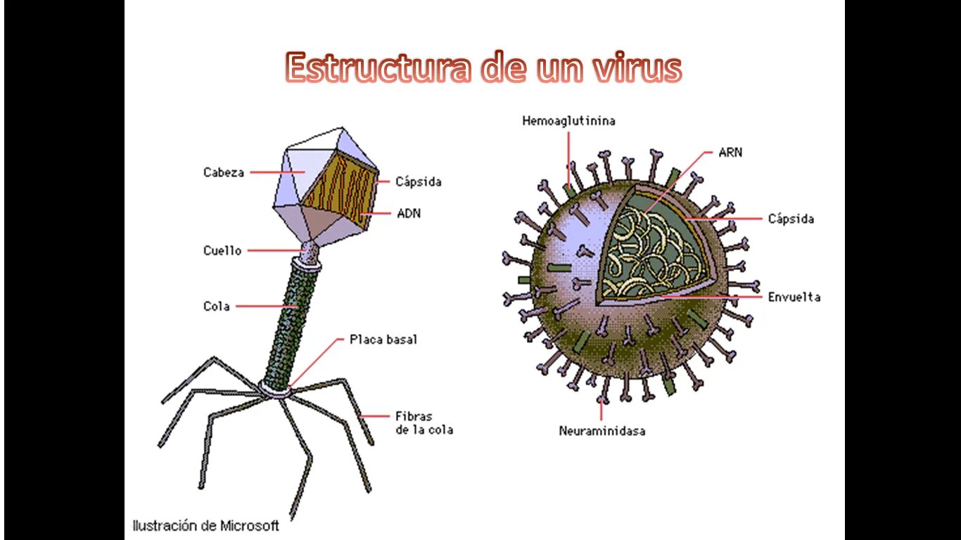 Getting viruses. Ультрамикроскопического строения вирусов. Вирус. Вирус схема. Строение вируса.