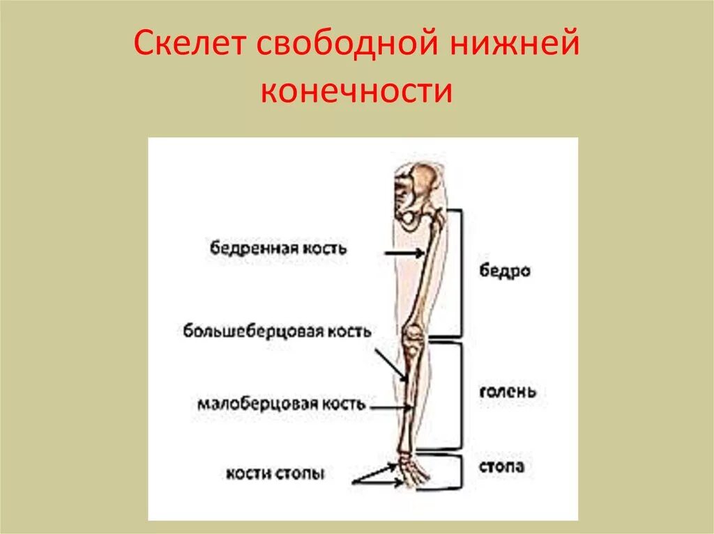 Скелет свободной нижннйконнчности. Скелет нижних конечностей. Отделы скелета нижней конечности. Скелет свободной нижней конечности. Отдел свободный