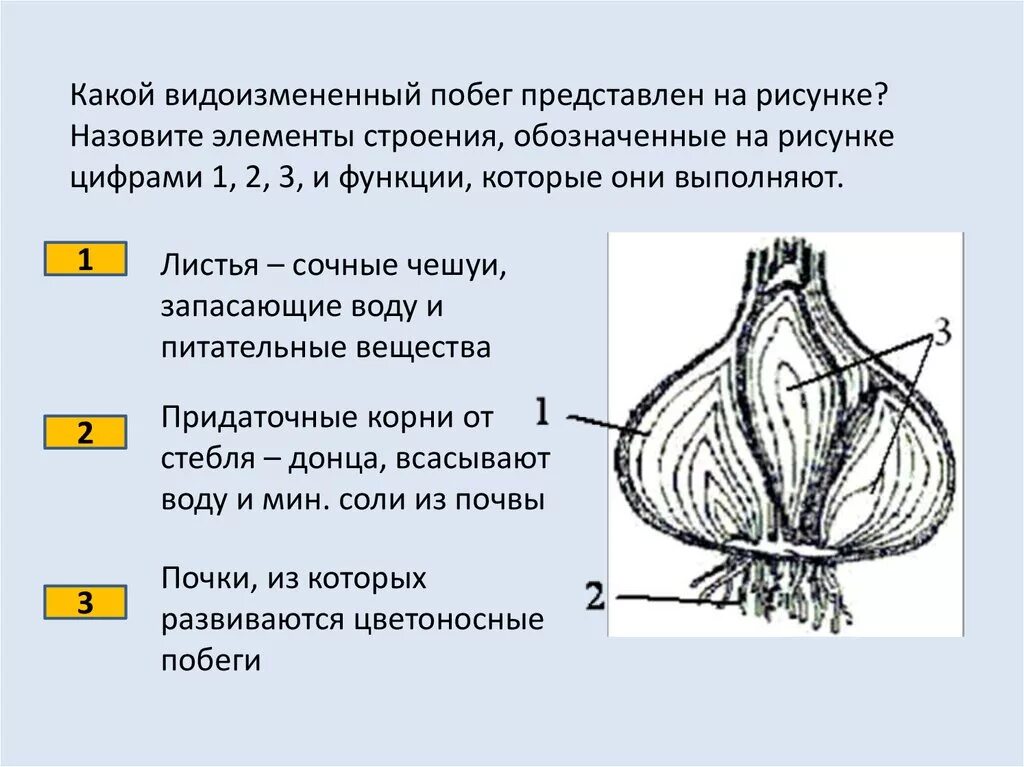 Видоизменение побегов луковица строение. Луковица видоизмененный побег строение. Функции луковицы видоизмененного побега. Клубень какой вегетативный орган