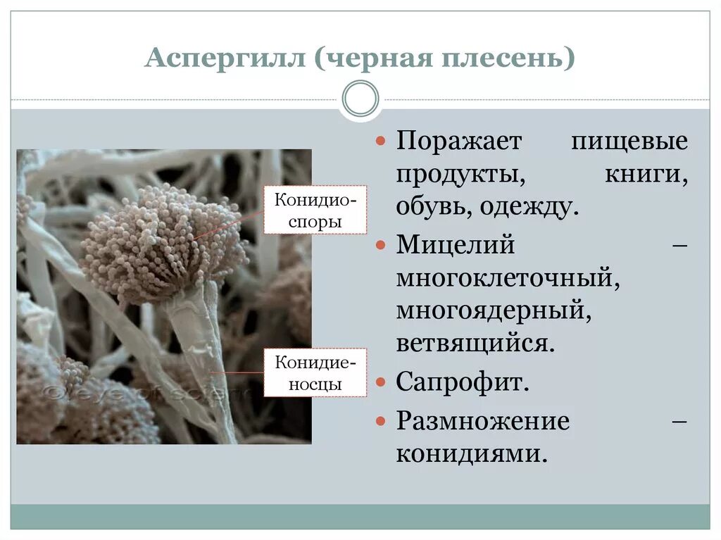 Обнаружены споры и мицелий. Гриб черная плесень аспергилл. Строение плесени аспергилл. Плесневые грибы аспергилл. Мицелий аспергилла.