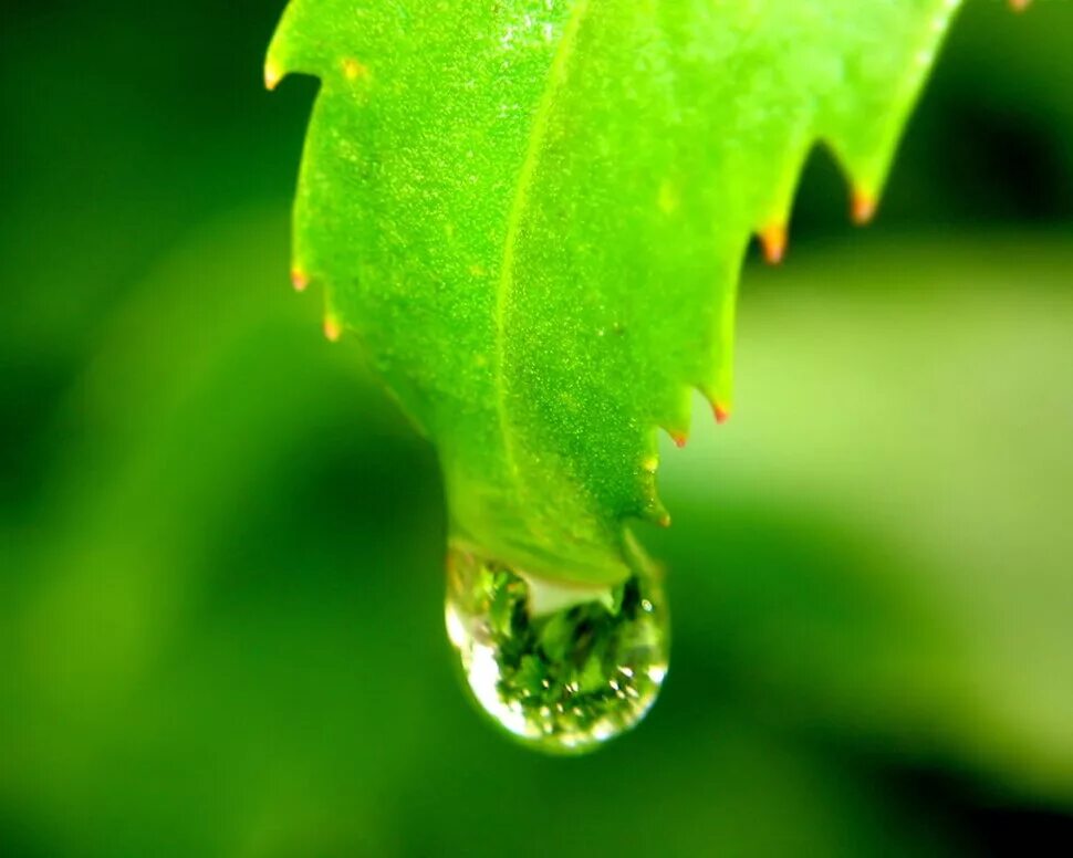 Капли воды на листьях. Капли росы на листьях. Зеленый лист с каплей. Роса на листке. Роса падает