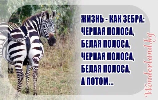 Черная полоса в жизни не заканчивается. Чёрная полоса белаяполоса. Полоса белая/ полоса сернся.... Черно белая полоса в жизни. Полоса черная, полоса белая.