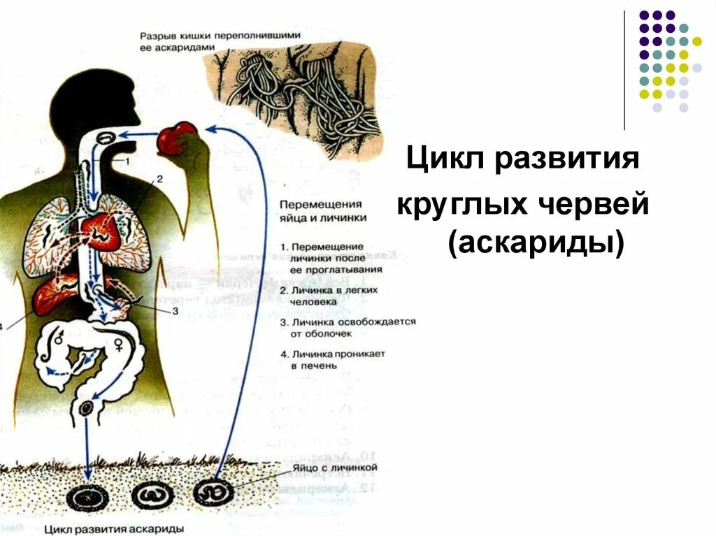 Аскарида человеческая жизненный цикл. Круглые черви цикл развития аскариды. Цикл развития аскариды человеческой. Цикл развития аскариды у круглых червей. Цикл развития аскариды человеческой схема.