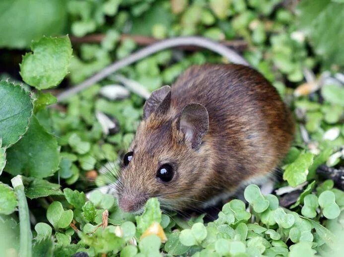 Мыши на участке. Грызуны. Мышь в траве. Травяная мышь. Мыши полевки на даче.