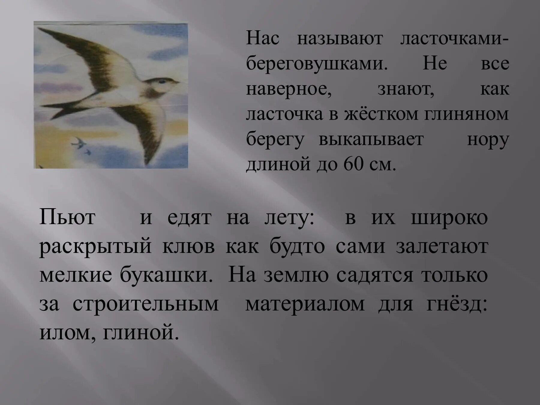 Сообщение по литературе 4 класс Стрижонок скрип. Презентация в. Астафьев " Стрижонок скрип". Астафьев Стрижонок скрип 4 класс. Отчего стрижи стали беспокоиться