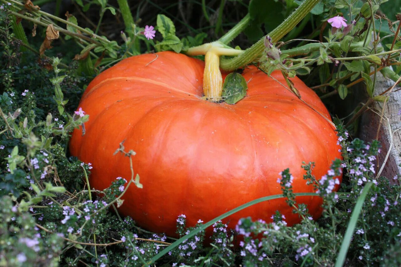 Golden Hubbard Squash Seeds Winter Pumpkin Red Kuri Butternut Ambercup 2024 eBay