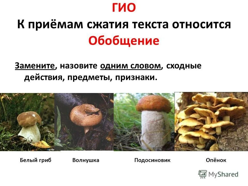 признаки белого гриба. почему называется белый гриб. ложный боровик, желчный гриб. признаки белого гриба. признаки белого гриба.