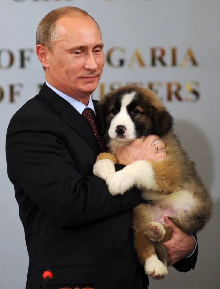 Какого щенка подарили