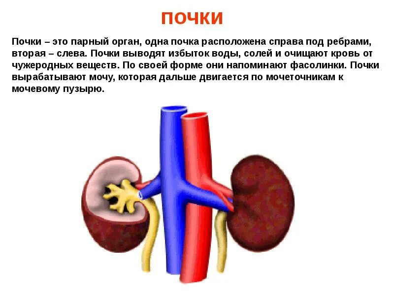 Человеческий организм почки. 3 парных органах