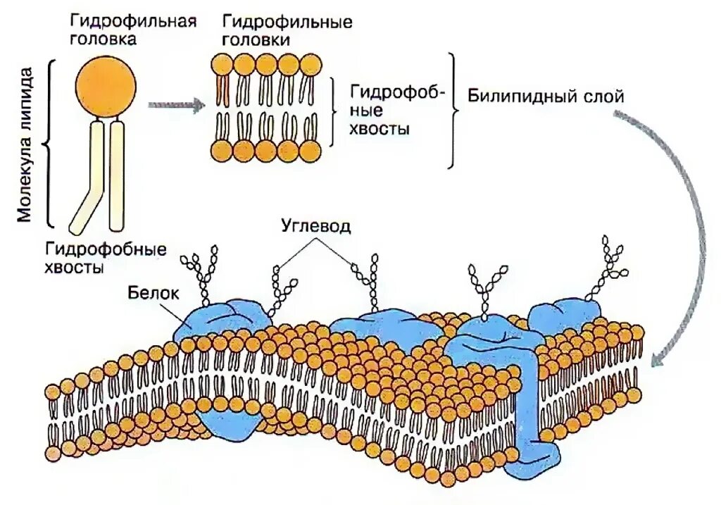 Наружная и внутренняя мембрана клетки. Структура клетки плазматическая мембрана. Схема строения плазматической мембраны клетки. Строение фосфолипидов клеточной мембраны. Структура клеточной мембраны плазматическая мембрана.