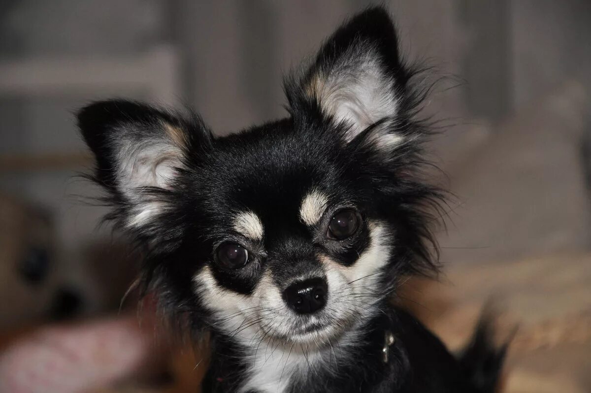 чихуахуа 1 год. чихуахуа стандарт гладкошерстные. чихуахуа 1 год. чихуахуа 1 год. чихуахуа джинсовом костюме.