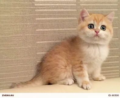 Авито золотая шиншилла