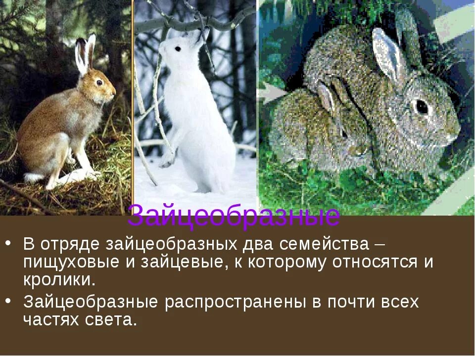 К каким животным относятся кролики. Отряд зайцеобразные кролики. Отряды млекопитающих зайцеобразные. Зайцевые и зайцеобразные. Представители отряда зайцеобразных.