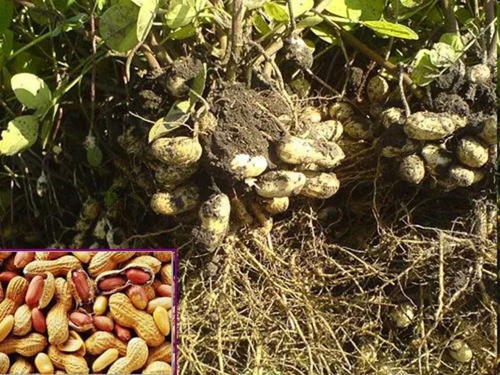 Земляной арахис. Земляной орех, арахис (Arachis hypogaea). Фундук Земляной орех. Арахис орех или боб