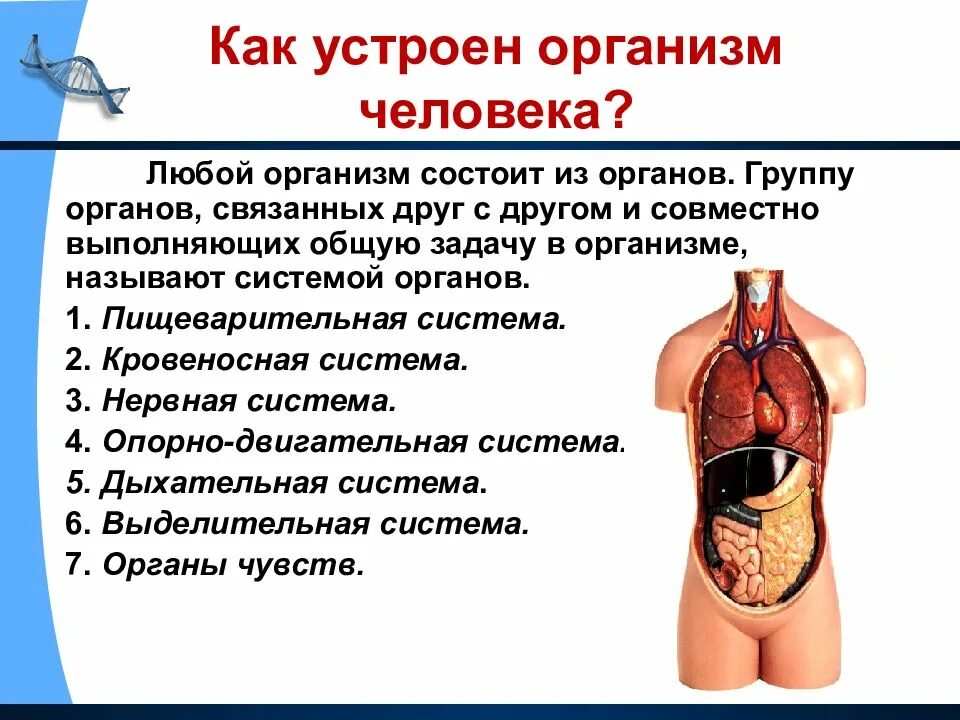 Энциклопедия. Зачем знать как устроен и работает организм. Тело человека для презентации. Доклад на тему организм человека. Строение органа и основные системы органов человека.