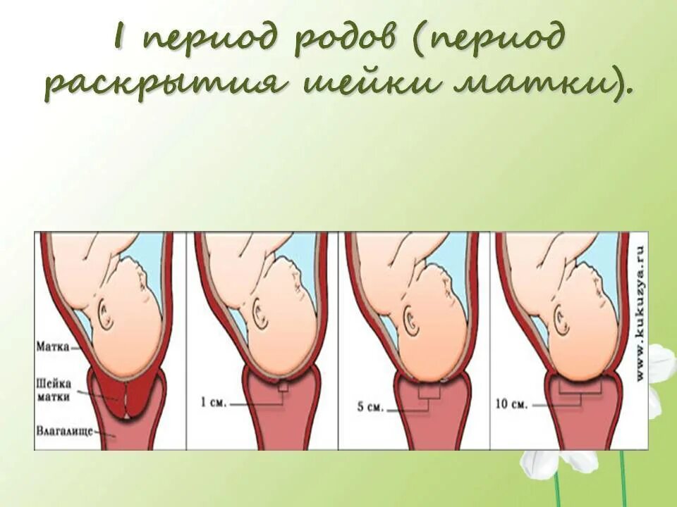 Раскрытие шейки матки 2 см. Раскрытие шейки при родах на 2 пальца. Период раскрытия шейки матки.