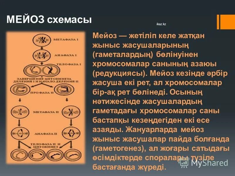 Митоз дегеніміз не. Презентация на тему мейоз. Митоз и мейоз слайд. Мейоз дегеніміз не. Мейоз разнообразие гамет