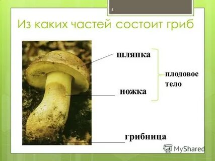 Шляпка и ножка состоит из