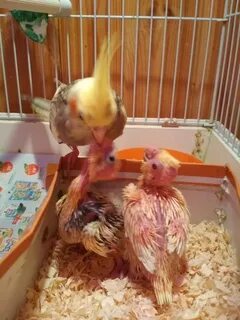 Вылупившиеся птенцы кореллы