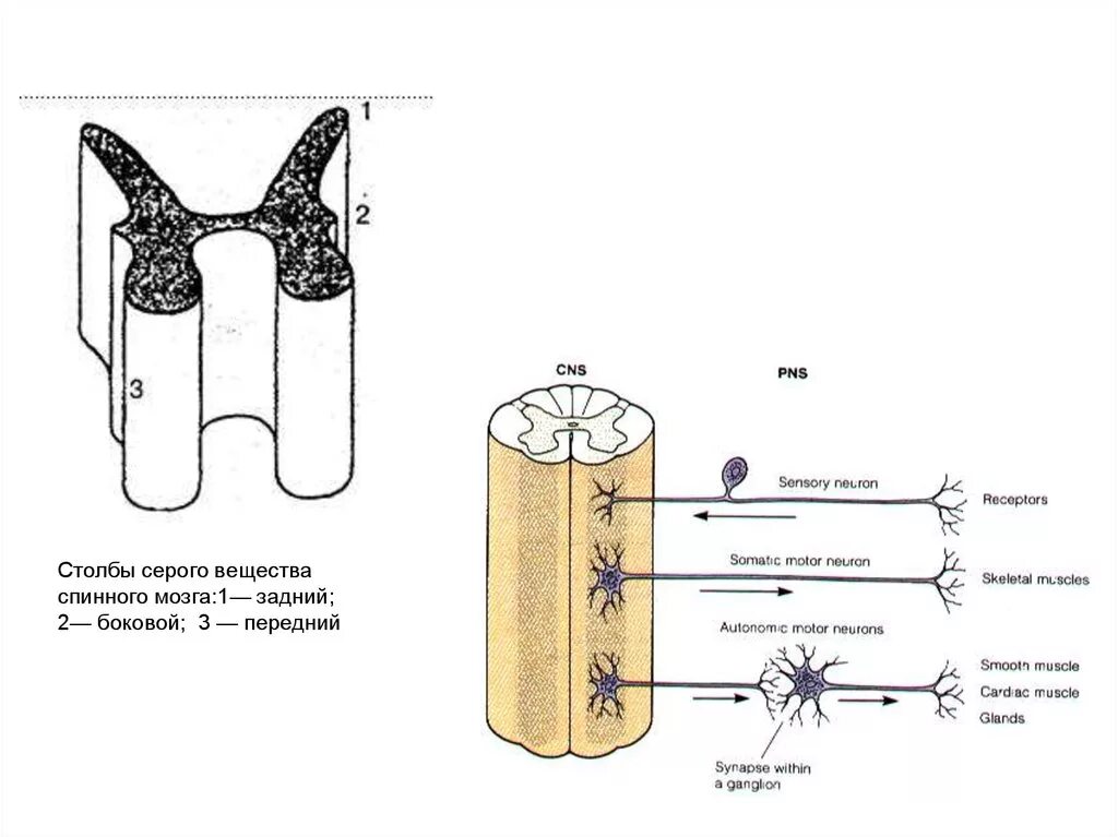 Серые столбы спинного мозга. Боковые столбы спинного мозга. Столбы серого вещества спинного мозга. Задние и передние столбы серого вещества спинного мозга. Боковой столб серого вещества спинного мозга.