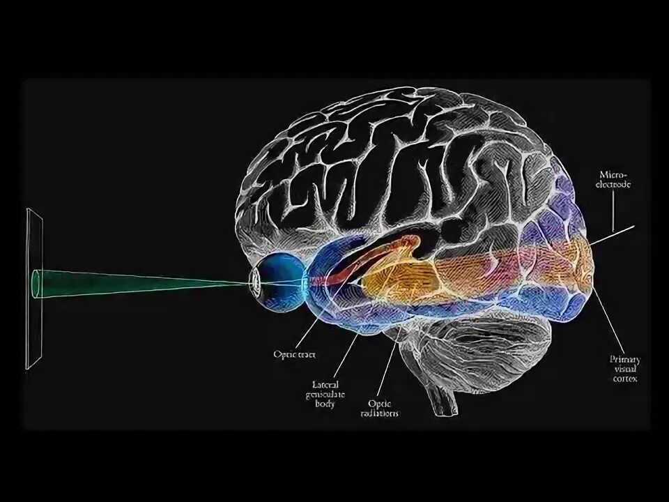 Brain eyes. Зрение и мозг. Глазной мозг.