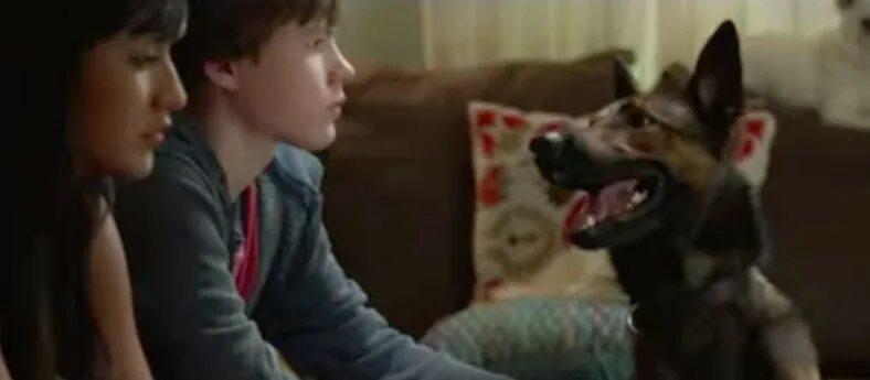 Псы под прикрытием 2018. 2 movies dog. Собачья жизнь бейли. 2 movies dog. 2 movies dog.