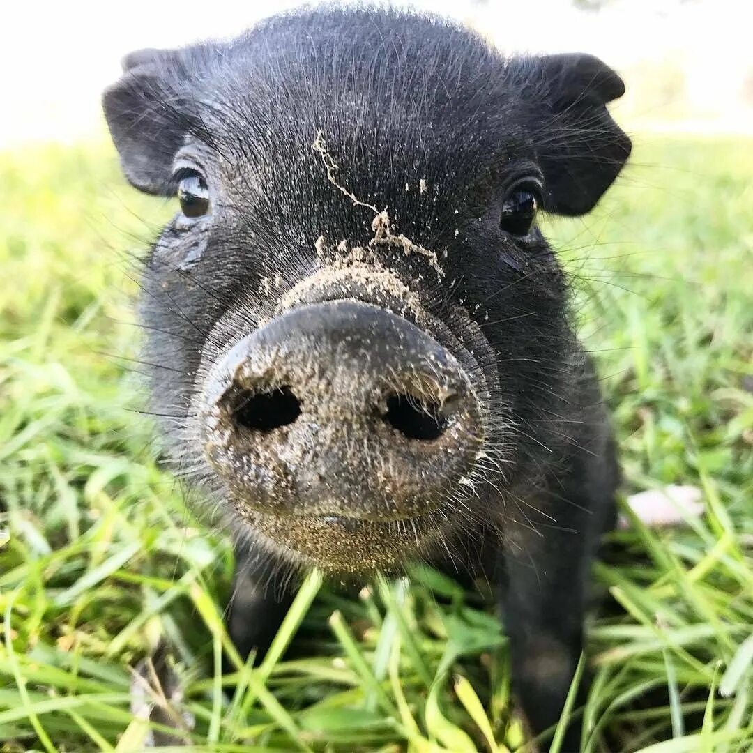 Свиньи черного цвета. Свиньи черного цвета. Беркширская свинья. Большая черная свинья. Свиньи черного цвета.