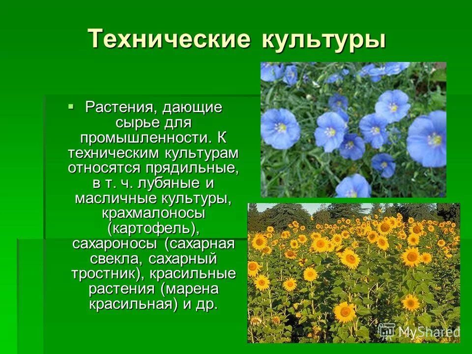 что относится к культурным растениям технические. технические культуры. технические культуры в сельском хозяйстве. какие культурные растения называют техническими примеры. технические растения.