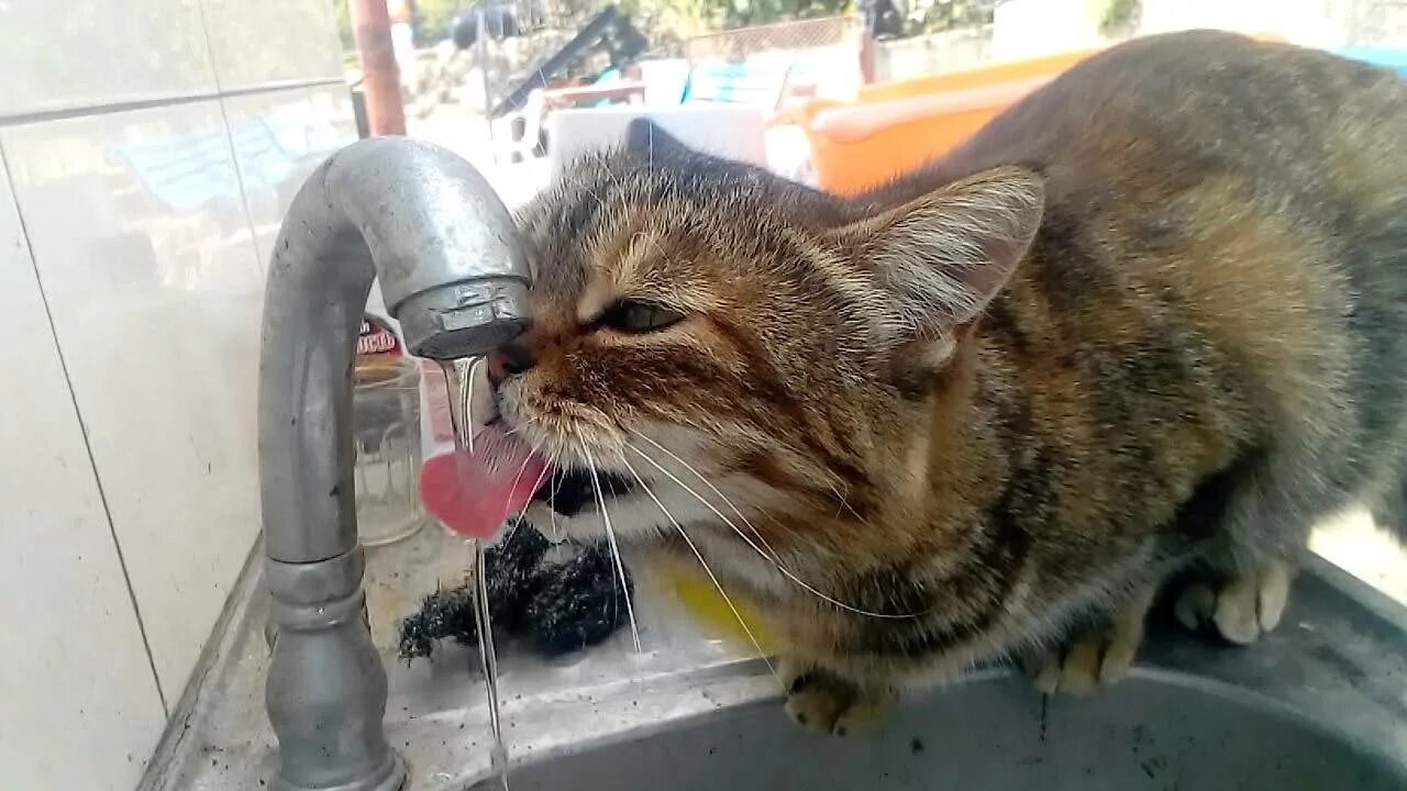 Кошка хочет пить. Кот пьет воду из под крана. Коты пьют воду из крана. Кошка пьет из крана. Кошка под краном.