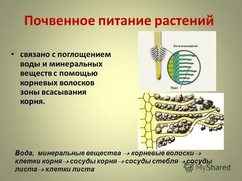 Что обеспечивает движение воды