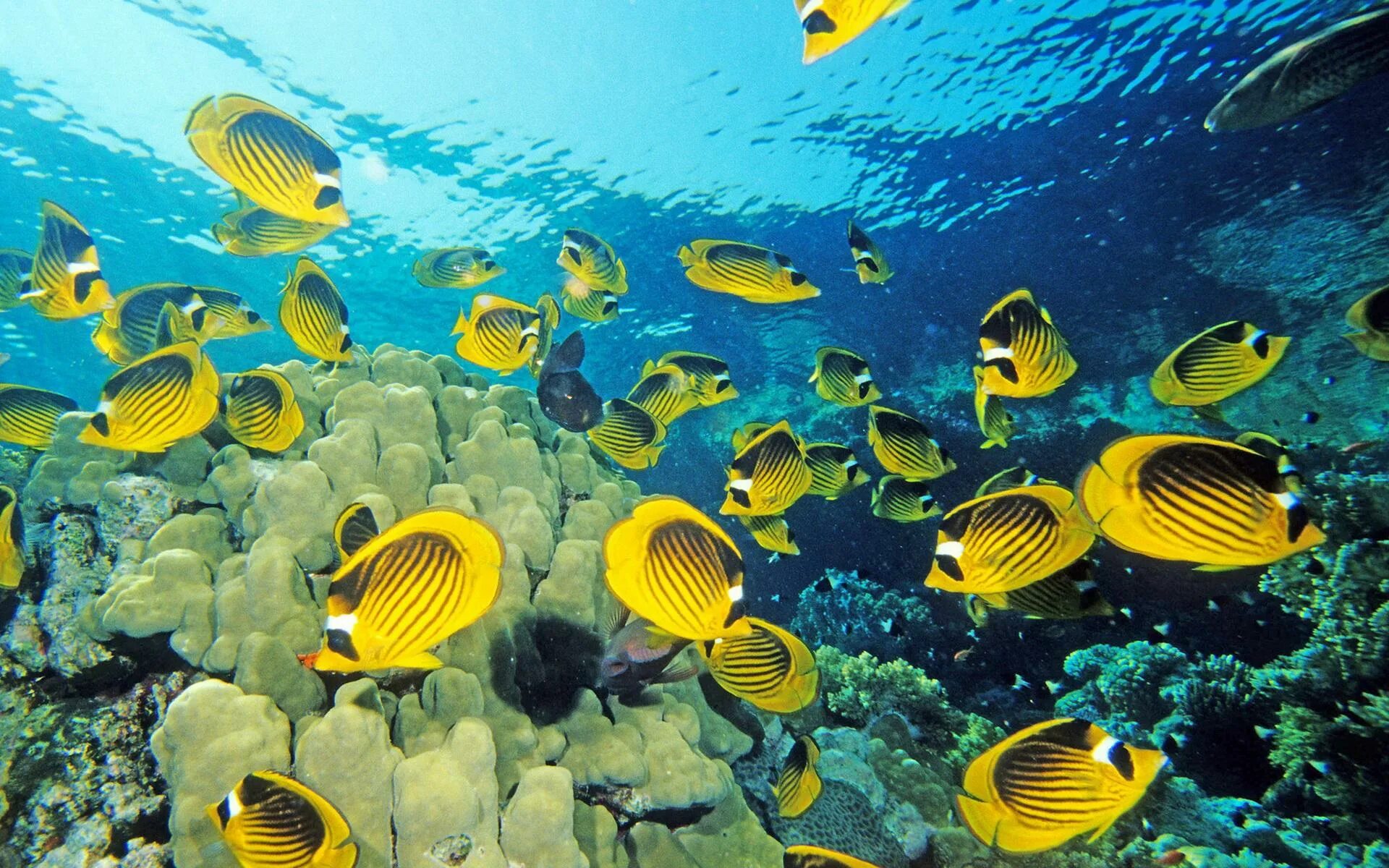 Релакс рыбки. Шарм-Эль-Шейх море. Шарм Эль Шейх море рыбы. Рыбки красного моря. Подводный мир красного моря.
