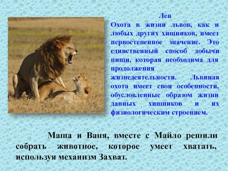 Что помогает добывать пищу. Доклад про Льва. Текст про Львов. Сообщение о хищниках. Текст про Льва.