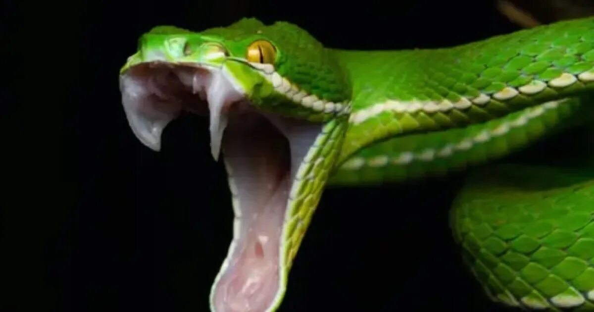 Ядовитые зубы змеи