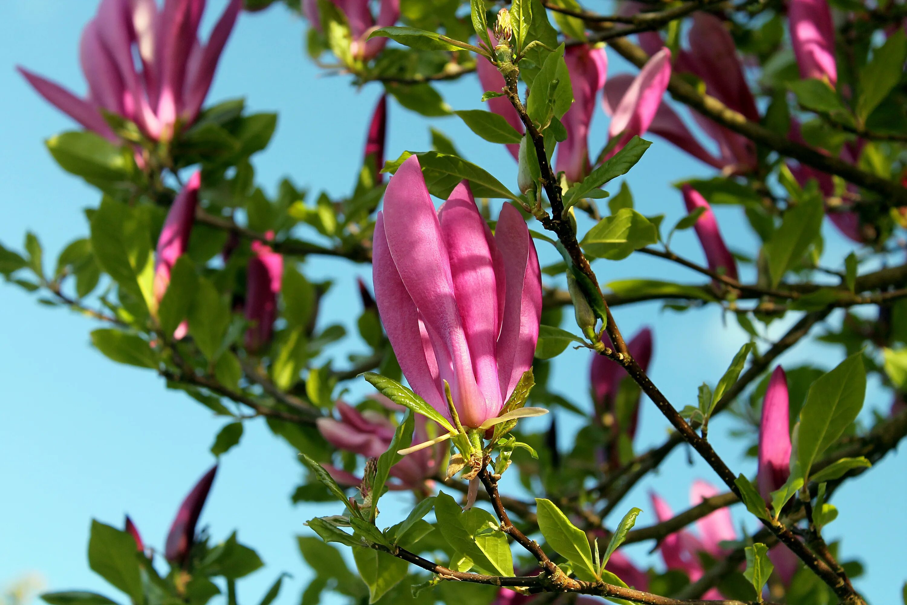 Tulip tree