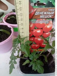 Черри денежный мешок