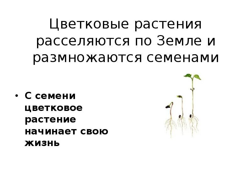 Цветковые растения размножаются семенами. Семенное размножение растений. Цветковые растения которые размножаются семенами. Семенное размножение растений растение. Семенами размножаются имеющие